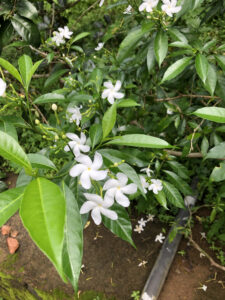 te di Ceylon